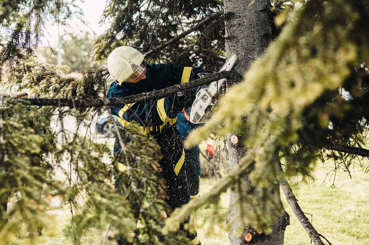 The Steps Involved in Our Tree Care Process in Quinnipiac University, CT